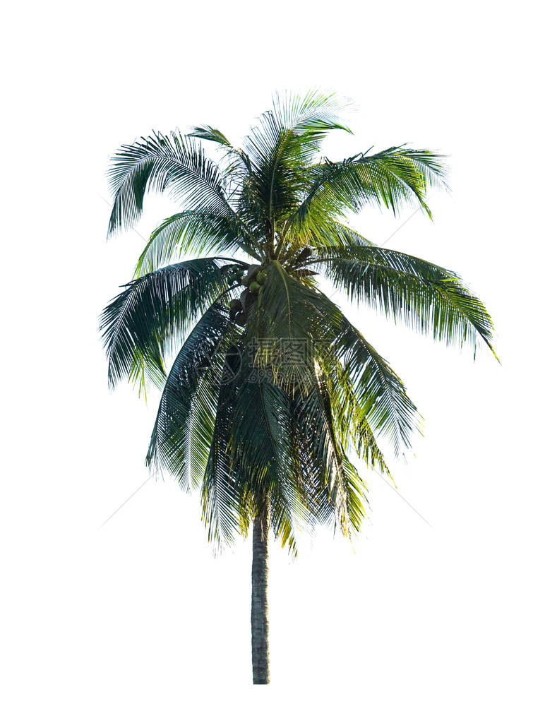 椰子棕榈树在白色图片