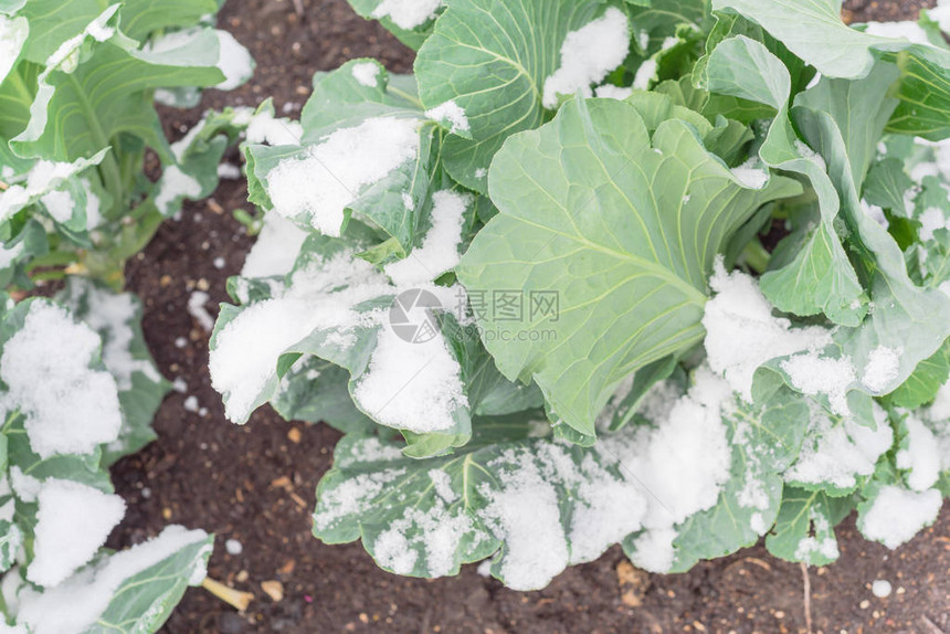 美国德克萨斯州达拉斯附近的高架花园床上生长着被雪覆盖的有机西兰花图片