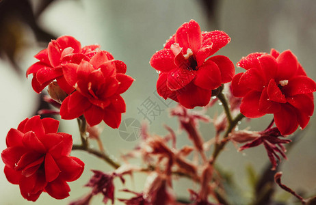 blossfeldiana花朵特辑图片