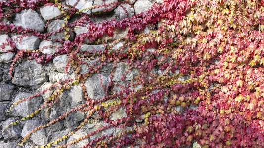 老房子的白色石墙用红色卷曲的植物常春藤编织而成图片