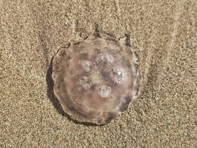 沙滩上的半圆形透明水母动物图片