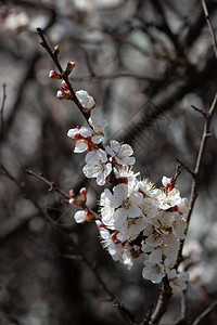蓝天背景下漂亮的白杏春花枝图片