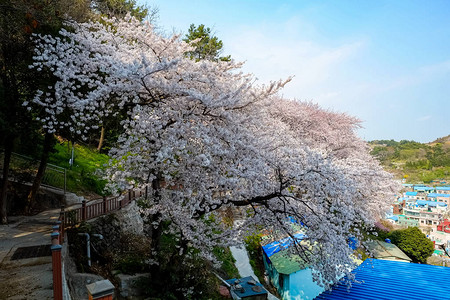 韩国樱花背景图片