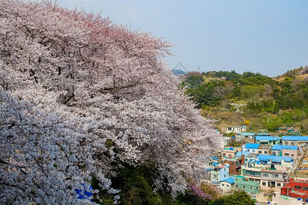 韩国樱花图片