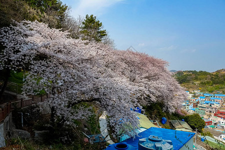 韩国樱花图片
