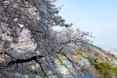 韩国樱花图片