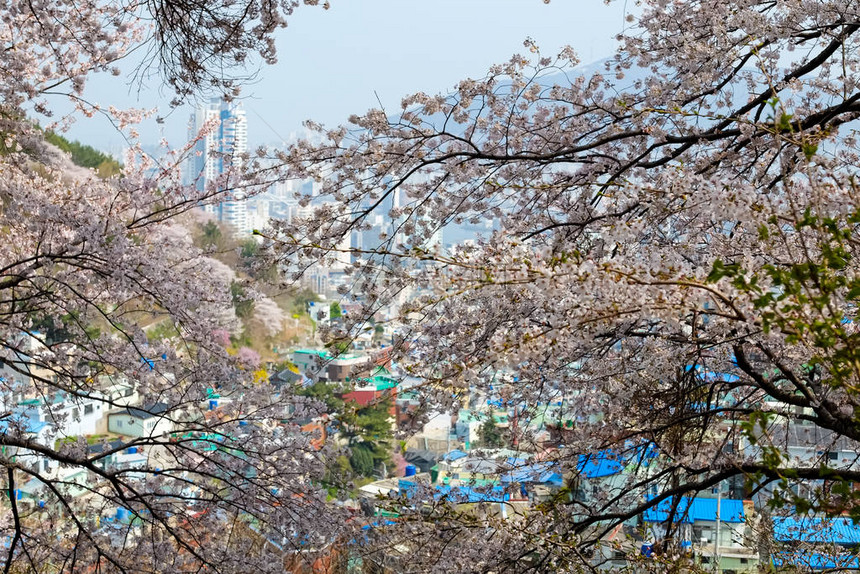 韩国樱花图片