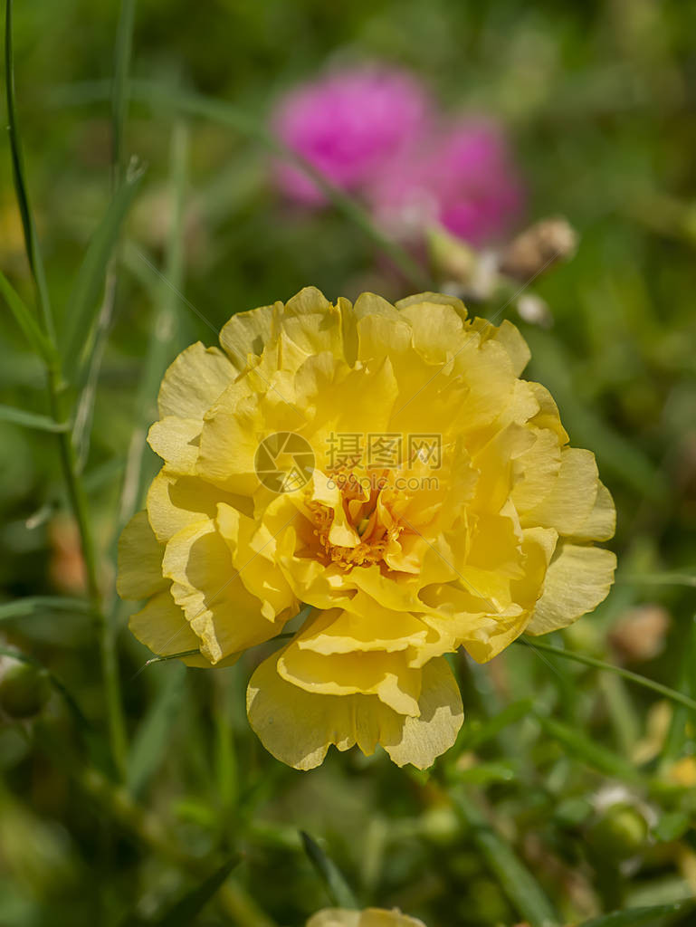 关闭黄色波图拉卡花朵科学名称Portulacaolet图片