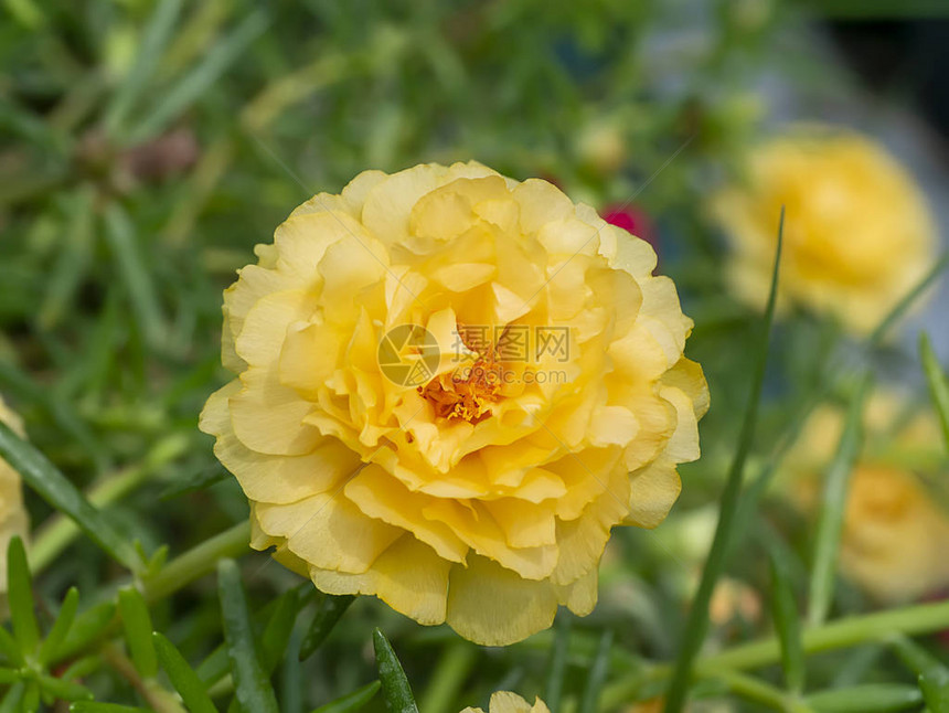 关闭黄色波图拉卡花朵科学名称Portulacaolet图片