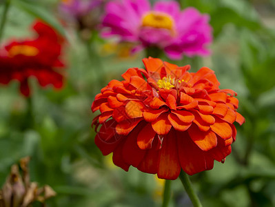 红色Zinnia花Zinniaviolacea图片