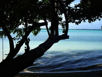 热带岛屿海滩上一棵树的剪影图片