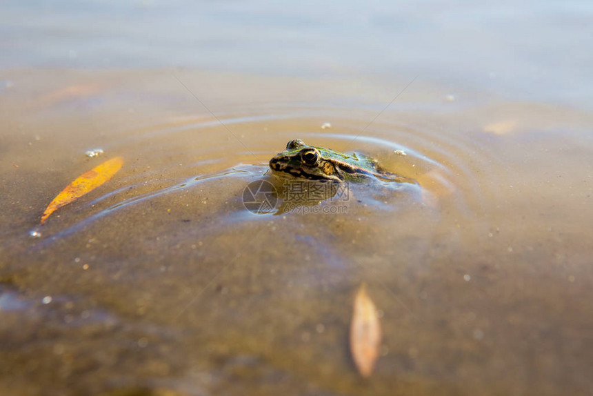 绿黑青蛙在水中图片