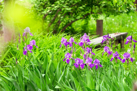 野生鸢尾花与紫色花蕾特写春天盛开的紫色花朵而得名带有花蕾的紫罗兰色鸢尾花春天草背景图片