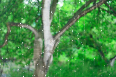 雨模糊的草原背景图片