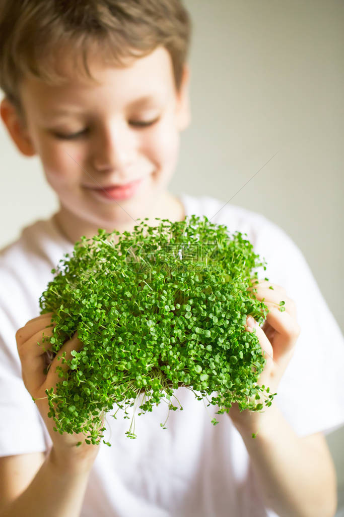 孩子手中的微绿豆芽生豆芽微绿健康饮食概念发芽的微型蔬菜在家种子发芽素食和健康的饮食理念生长新图片