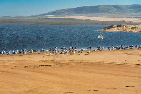 加利福尼亚海岸滩加州海岸线瓜达卢佩尼波莫迪内斯野生动物保护图片