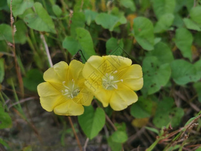 小野黄色牵牛花图片