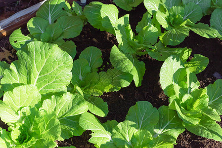 美国得克萨斯州达拉斯附近的花园里生长的绿叶大白菜有机中华北京群叶蔬菜分配种植宅背景图片