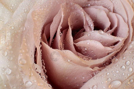 微距照片花条纹和玫瑰上的露珠背景图片