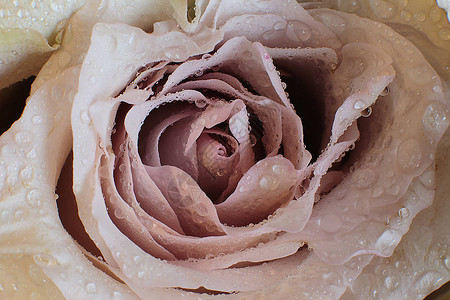 微距照片花条纹和玫瑰上的露珠背景图片