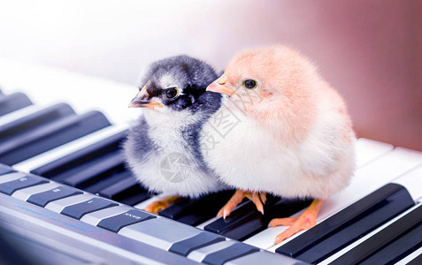 两个小妞在钢琴键上和二重奏一图片