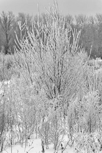冰冻层下冻结的灌木丛寒图片
