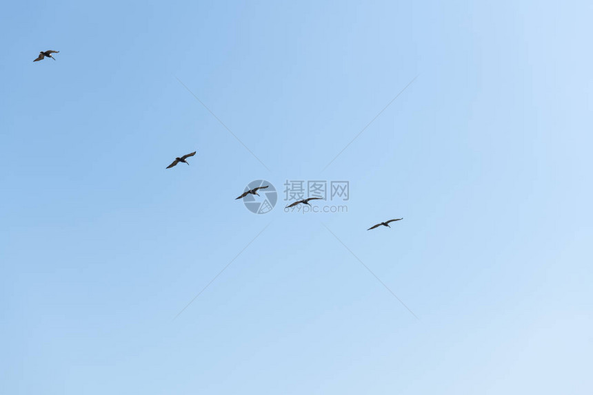布朗鹈鹕直线飞行从下方俯瞰蓝天图片