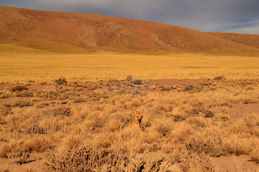 在智利北部阿塔卡马沙漠的沙漠灌图片