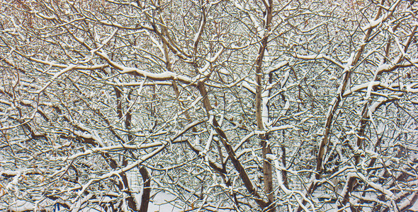 雪坐在树枝上图片