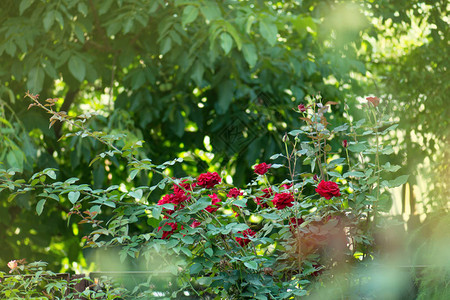 选择和种植玫瑰老花园红玫瑰图片