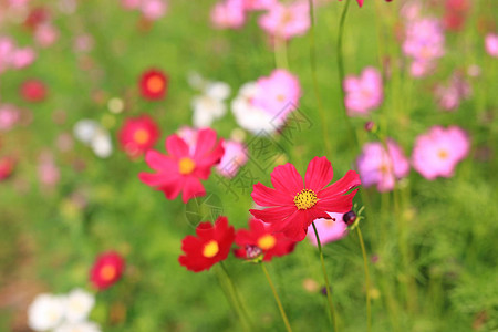 红色和粉色的花朵在花园里绿色背图片