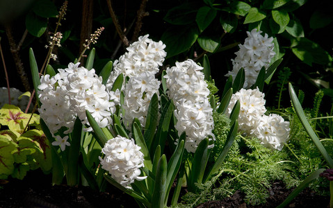 芳香的Hyacinths图片