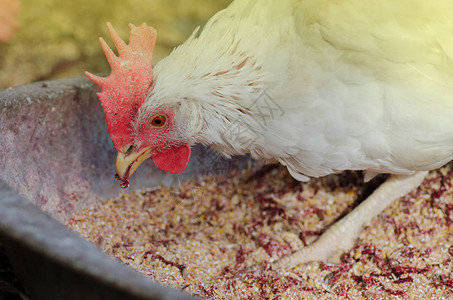 鸡在农场吃食物母鸡在舍里喂玉米与鸡群的农场业务自然饲养牲畜鸡图片