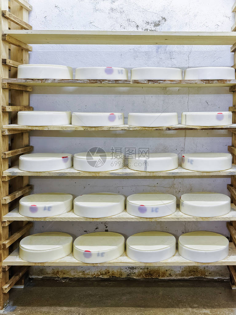 木制架子上摆放着年轻的康特奶酪在法国弗朗切康特奶制品的成熟地窖图片