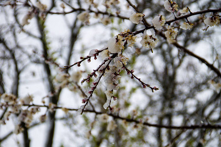 乌克兰4月暴发雪旋风春树开图片