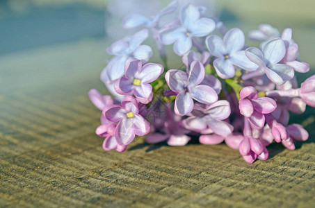 木制背景的美丽的银花紫色的背景图片