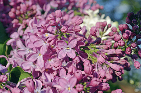 盛开的丁香花美丽的淡紫色背景春天丁香紫罗兰色的花朵美丽图片
