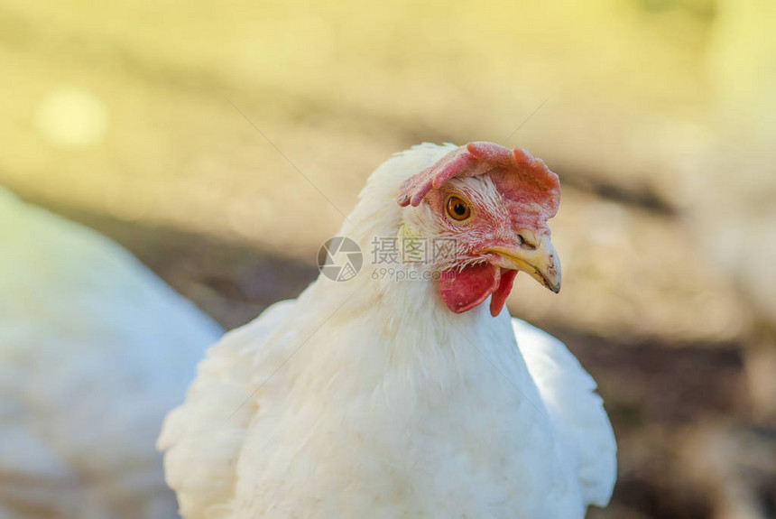 鸡在农场吃食物母鸡在舍里喂玉米与鸡群的农场业务自然饲养牲畜鸡图片
