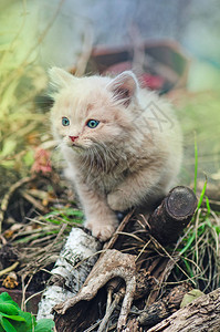 美丽的小猫肖像在自然的绿草中坐在鲜图片