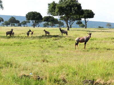 肯尼亚非洲热带草原上放牧的高清图片