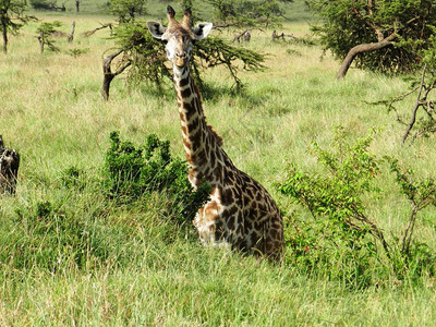 的长颈鹿在肯尼亚非洲草原吃图片