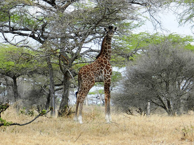 孤独的长颈鹿在肯尼亚非洲草原吃图片