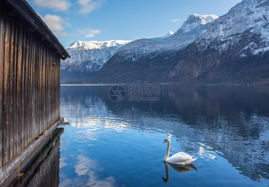 天鹅在哈斯塔戴西湖清水上以及冬天在奥地利萨尔兹卡默古特地区环图片