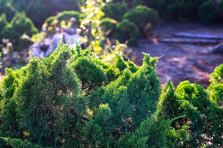 松树和日落光的自然照片图片