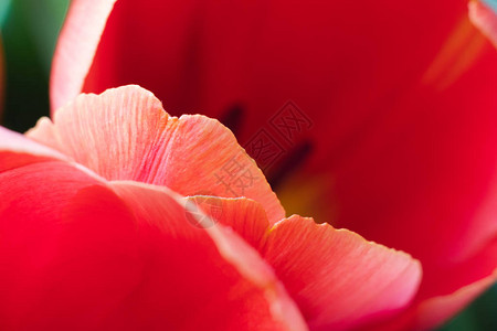 红色的郁金香完整的框架紧贴着美丽的花图片