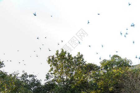 鸟群在白色背景天空和绿树纹理上吞食图片