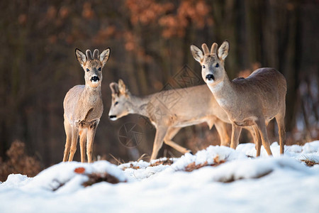 多只野鹿在大自然的寒冷野生动物风景中成群结队图片