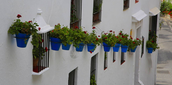窗栏西班牙附在白漆墙上的传统蓝植物水壶背景