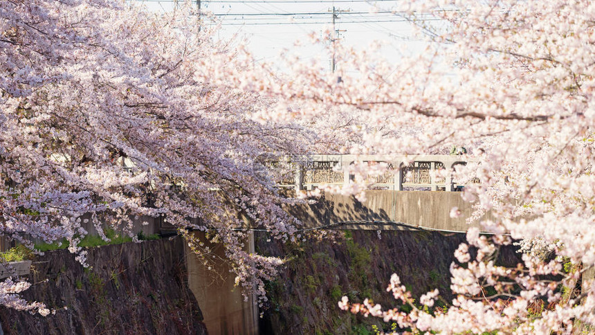 日本名古屋山崎河沿岸的白色粉红色樱花或樱花盛开春天期间享受或赏花的著名旅图片