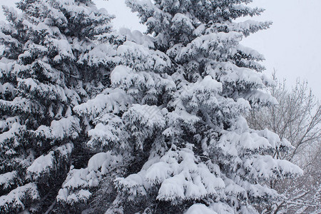 雪中的圣诞树俄罗图片